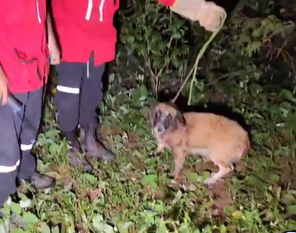 Cadela Resgatada Ap S Ser Amarrada E Deixada Para Morrer Em Mata De